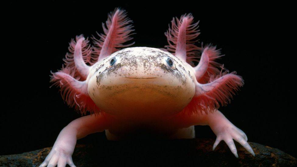 What's an axolotl?