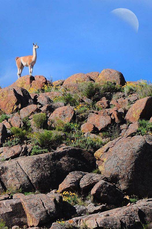 Argentina's national parks